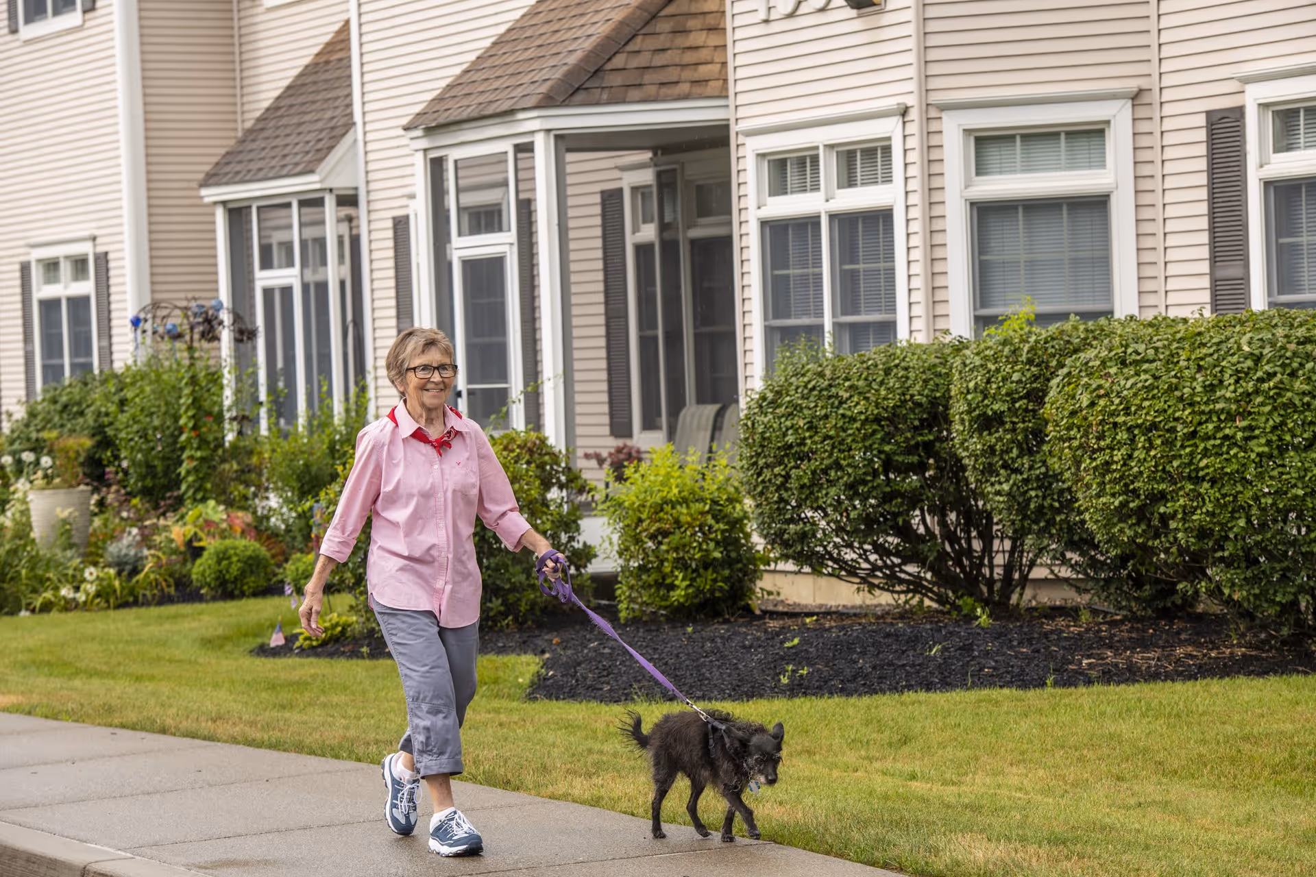 An elderly woman wearing a pink shirt, gray pants, and sneakers is walking a small black dog on a purple leash along a sidewalk in front of a residential building with beige siding, white window frames, and well-maintained bushes and garden beds.