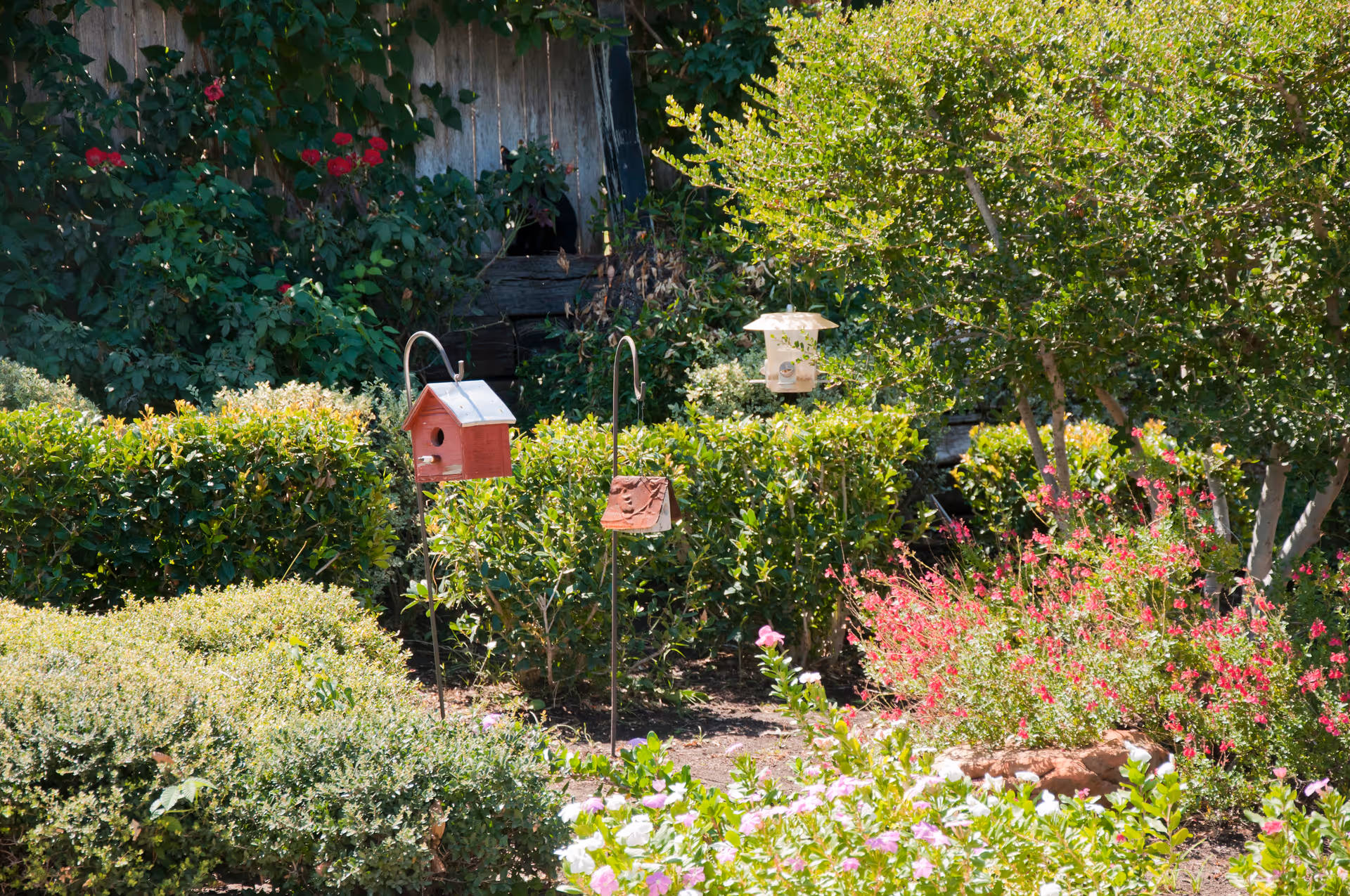 A sunny garden with birdhouses on metal stakes surrounded by shrubs and colorful flowers.