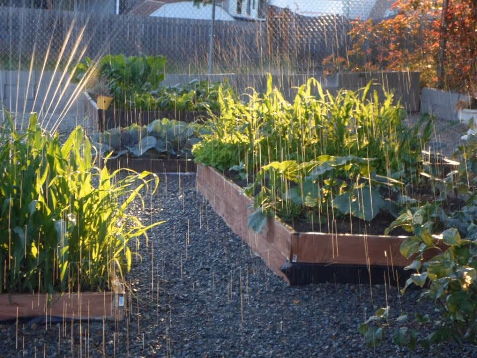 Raised garden beds with various green plants and vegetables being watered by sprinklers in an outdoor garden area.