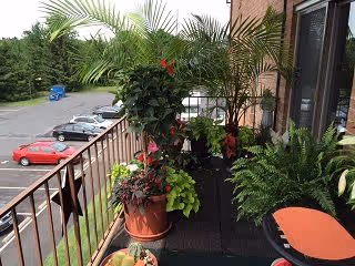 A balcony with various potted plants including ferns and flowering plants. The balcony has a railing and overlooks a parking lot with several parked cars. The side of a brick building and a glass door are visible on the right side.