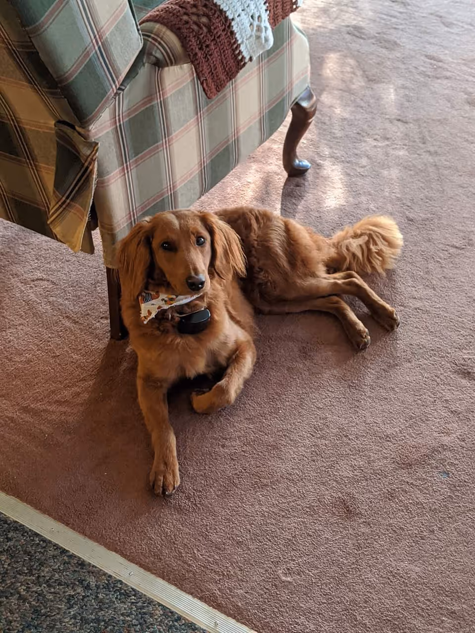 A brown dog with a collar and a patterned bandana lying on a carpeted floor next to a plaid upholstered chair with a crocheted blanket draped over the arm.