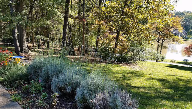 A sunny outdoor garden area with various green shrubs and plants in the foreground, tall trees providing shade, and a small pond or lake visible in the background with a house nearby.