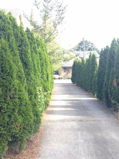 A narrow pathway lined with tall green hedges leads toward a building.