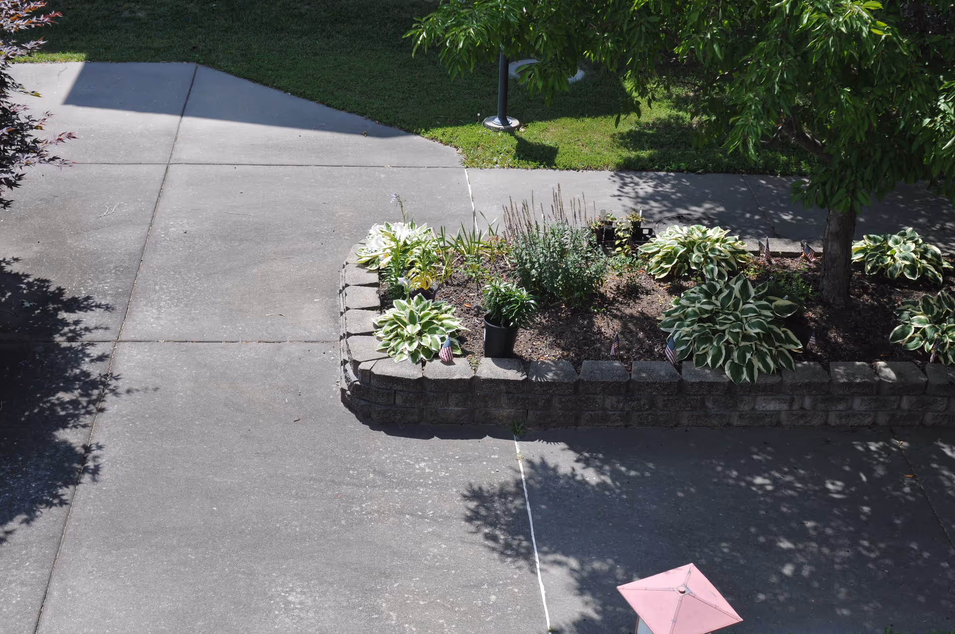 A concrete walkway surrounding a raised garden bed with various green plants and small American flags. There is a tree providing shade and a pink lantern on the ground near the bottom right corner. Grass and additional greenery are visible in the background.