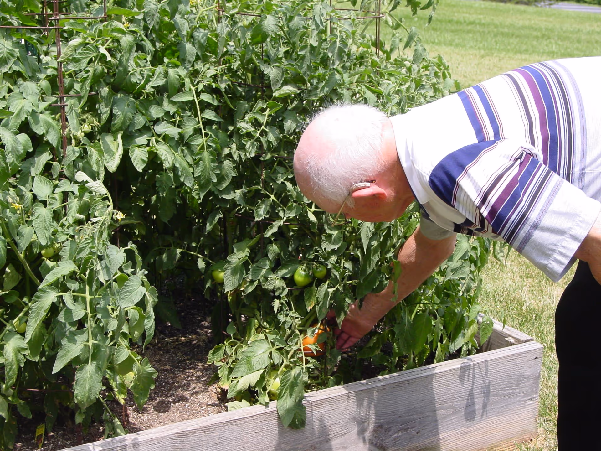 An elderly man with white hair wearing a striped shirt is bending over to pick ripe tomatoes from a raised garden bed filled with green tomato plants in an outdoor garden area.