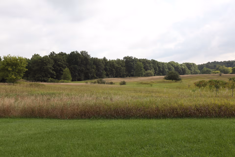Open grassy field and meadow with a line of trees under a cloudy sky.