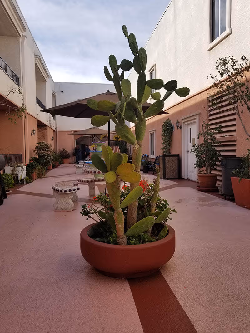 Outdoor courtyard area with a large potted cactus plant in the foreground. The courtyard has pinkish flooring with a darker stripe, several stone benches, potted plants along the walls, and large umbrellas providing shade. The surrounding buildings have light-colored walls with windows and doors.