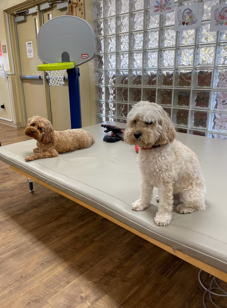 Two small dogs, one light brown and one white, sitting and lying on a padded therapy table in a room with wooden floors, a small basketball hoop, and a glass block wall with children's drawings attached.