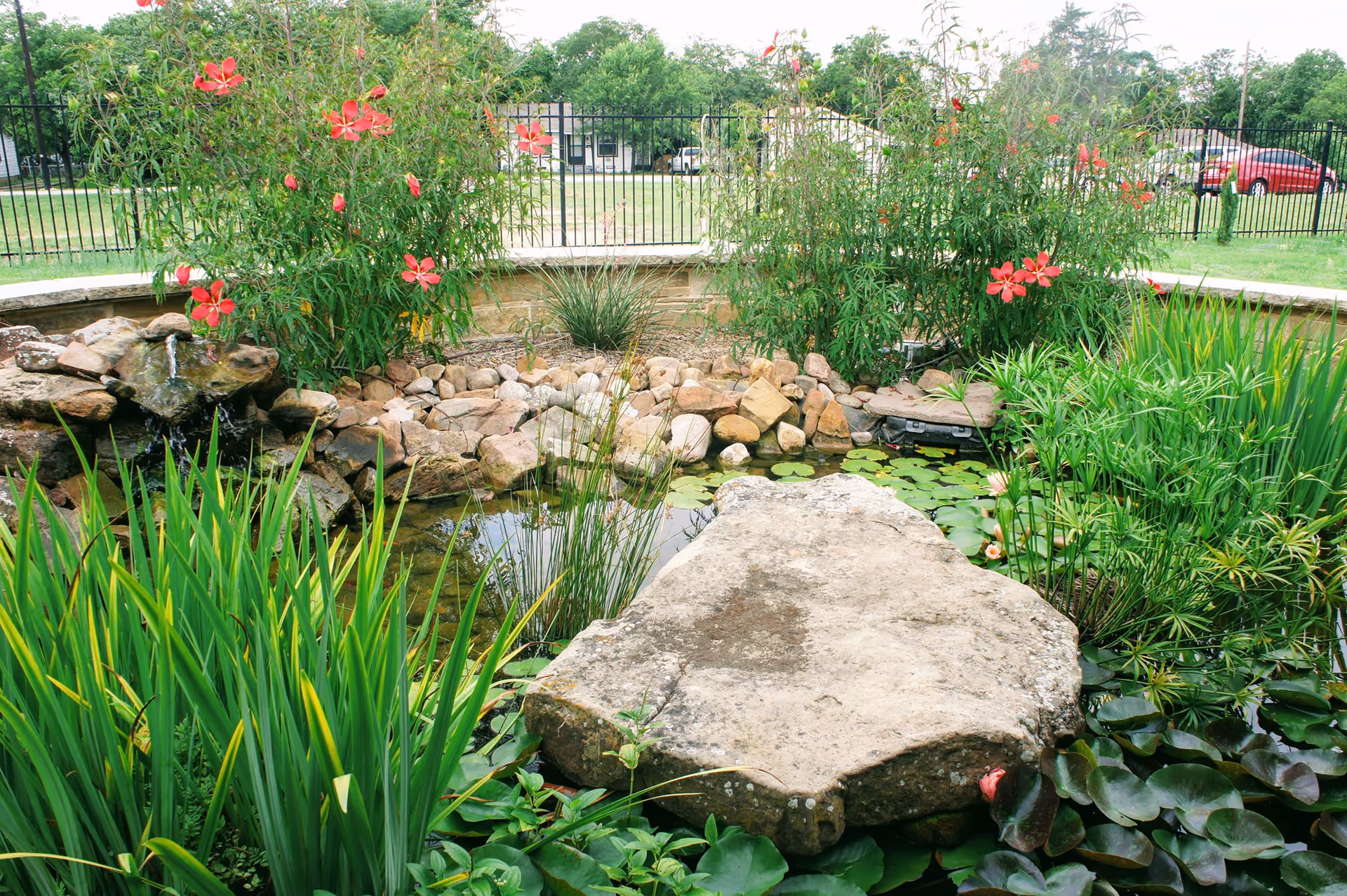 A serene garden pond surrounded by lush green plants and tall grasses, with red flowers blooming on bushes behind a rock border. A large flat rock is positioned in the center of the pond, which contains lily pads and a small water feature with water flowing over rocks. A black metal fence and parked cars are visible in the background.