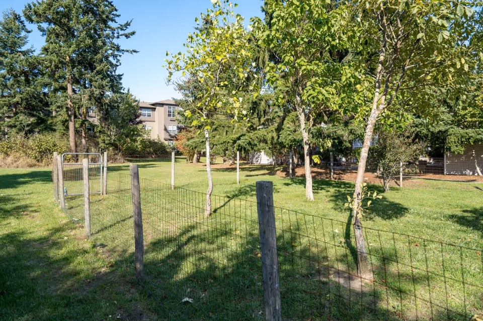 A fenced grassy outdoor area with several young trees and a metal gate. In the background, there are tall evergreen trees and a multi-story building partially visible under a clear blue sky.