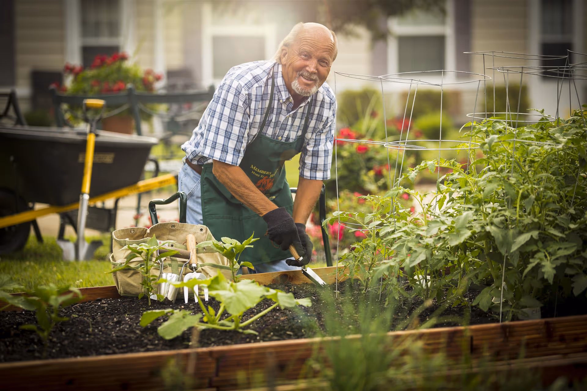 An elderly man wearing a checkered shirt and green apron is gardening in a raised garden bed. He is smiling and using a gardening tool to tend to the plants. Gardening tools and a wheelbarrow are visible in the background, along with green plants and flowers.