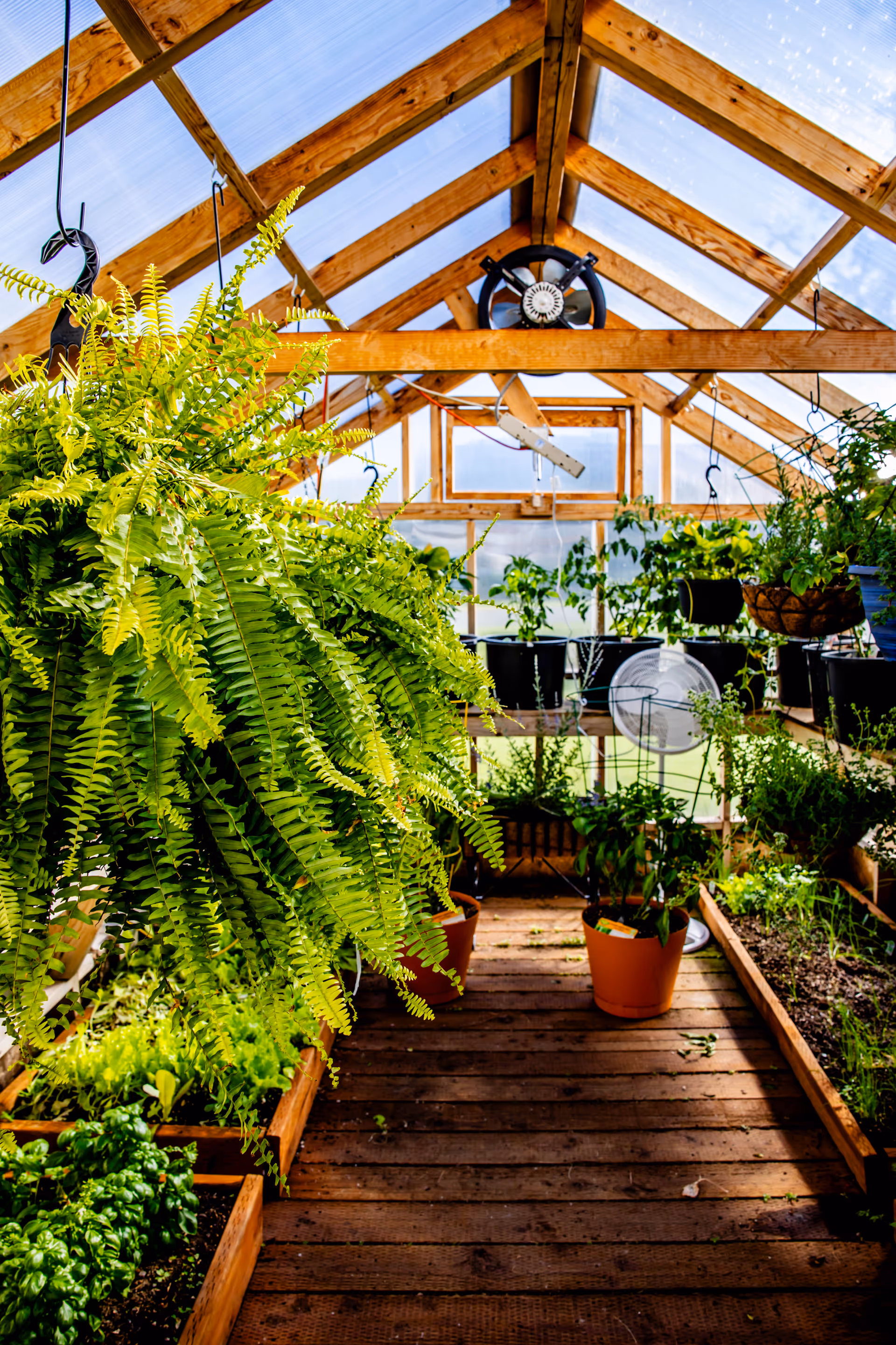 Interior view of a greenhouse with wooden beams and a transparent roof. Various green plants, including hanging ferns and potted plants, are arranged on wooden shelves and the floor. A fan is mounted on the back wall for ventilation.