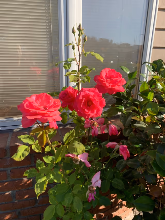 Bright pink roses blooming in front of a window with closed blinds, surrounded by green leaves and other plants, with a brick wall beneath the window.