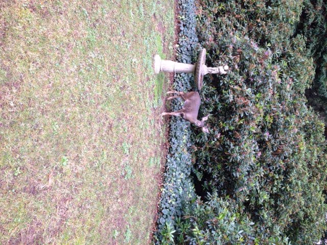 A small brown dog standing on a grassy lawn near a white birdbath with dense green bushes in the background.