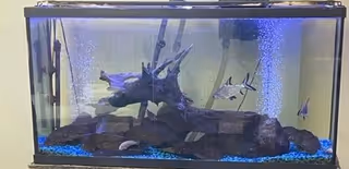 A rectangular fish tank with blue gravel at the bottom, containing several small fish, a large piece of driftwood, and some rocks. The tank is filled with water and has bubbles rising inside.