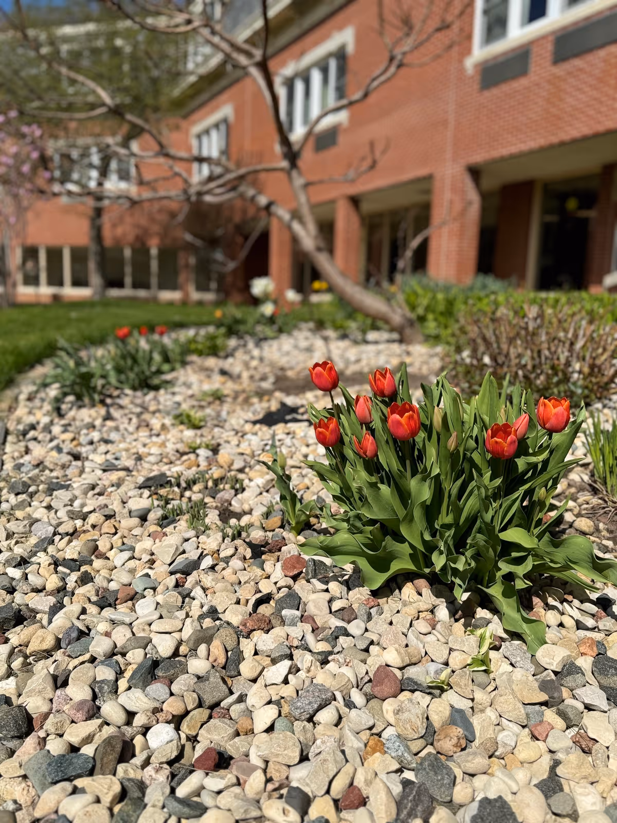 Red tulips bloom in a gravel bed outside a brick retirement home building.