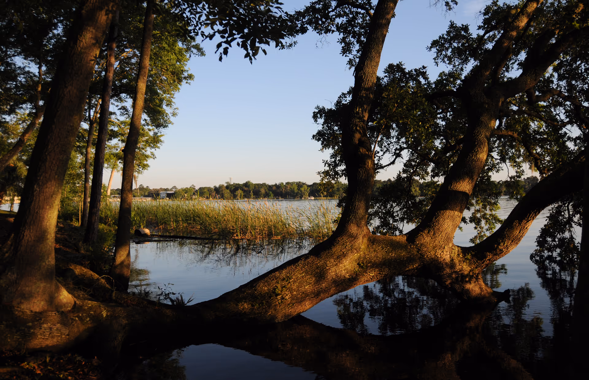 A serene lakeside scene with large trees leaning over calm water, tall grasses growing near the shore, and a clear sky in the background.