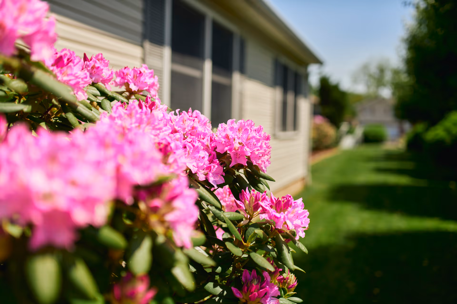 Close-up view of vibrant pink flowers in bloom next to the exterior wall of a building with windows, with a green lawn and trees in the background under a clear sky.