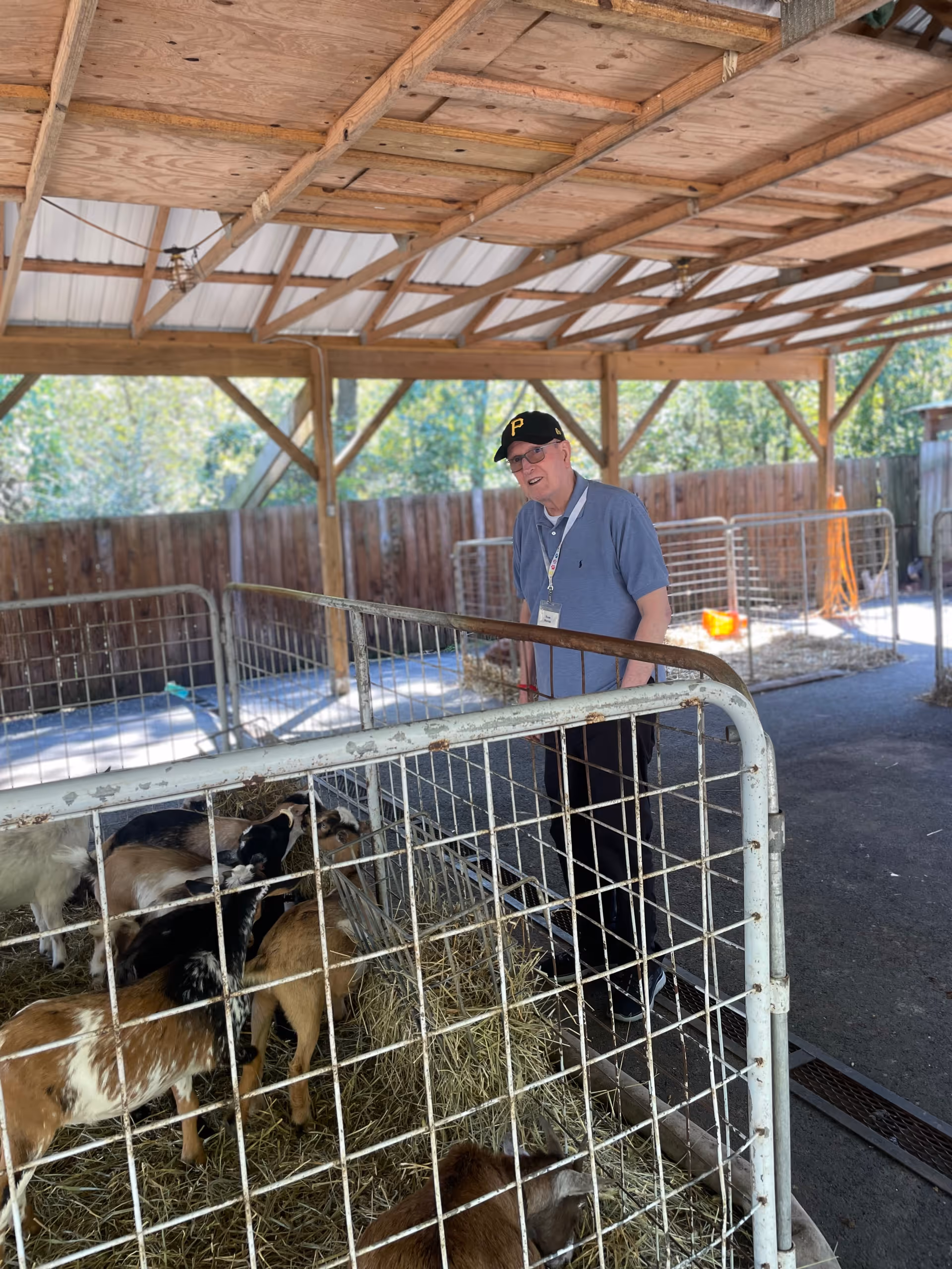 An elderly man wearing a black baseball cap, glasses, and a blue polo shirt stands inside a covered outdoor animal pen with several goats eating hay. The pen is made of metal fencing and has a wooden roof structure. Trees and a wooden fence are visible in the background.