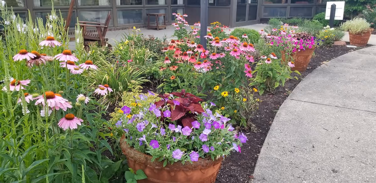 A colorful garden area with various blooming flowers including pink coneflowers, purple petunias, and yellow black-eyed Susans in large terracotta pots and flower beds next to a curved concrete walkway. In the background, there is a building with large windows and wooden benches.