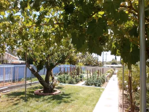 Sunlit outdoor garden with a tree, paved path, and neatly maintained plant beds.