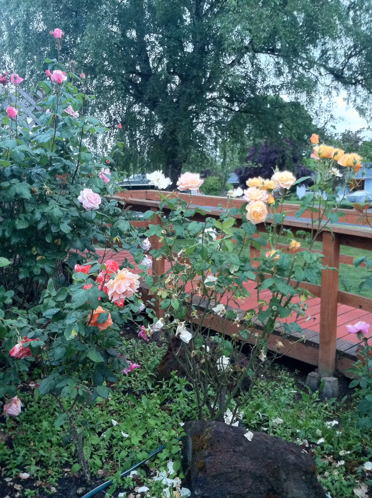 A garden area with blooming roses in various colors including pink, yellow, and orange, with a wooden railing and a large tree in the background.