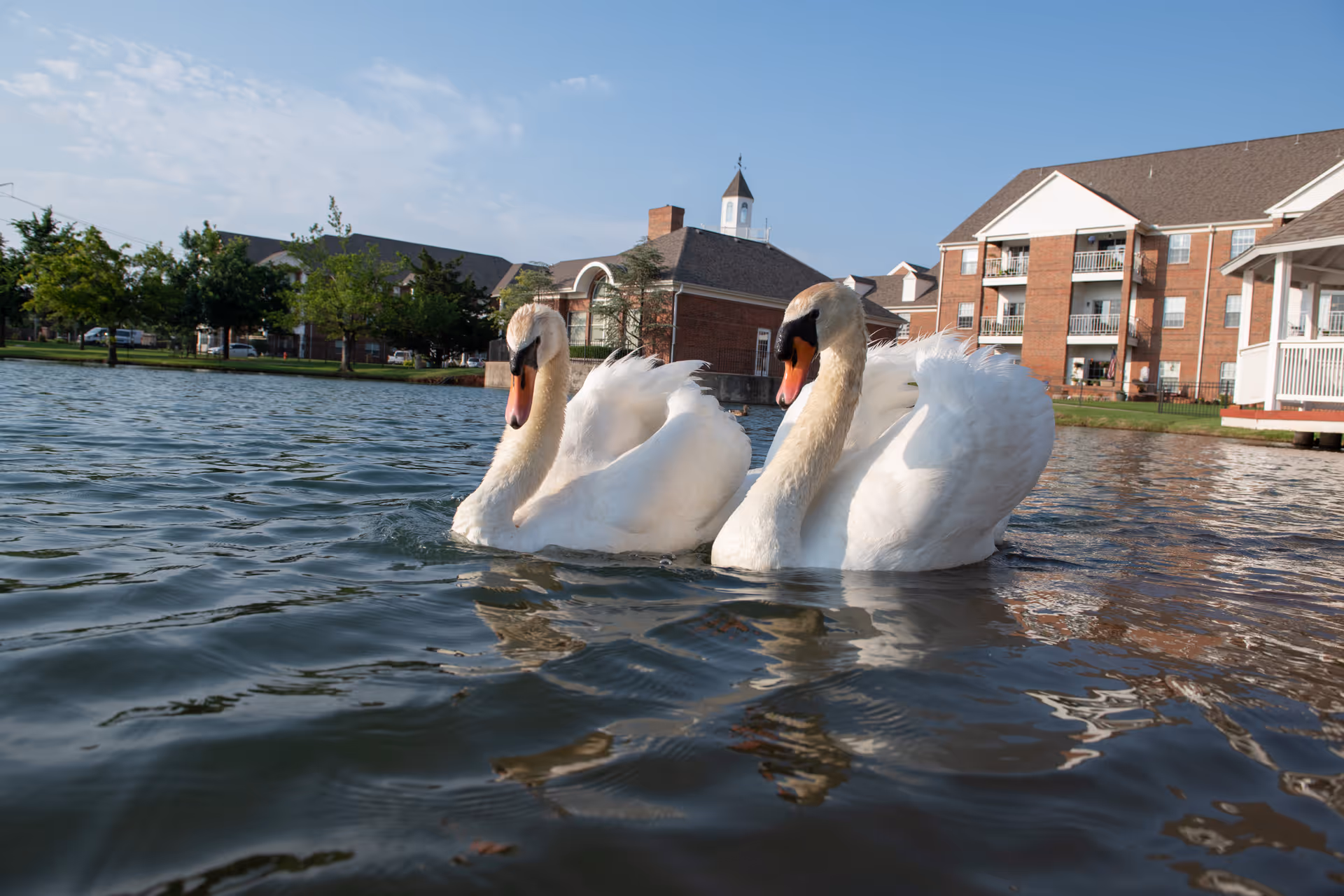 Two white swans swimming on a pond with a senior living facility building and trees in the background under a partly cloudy sky.