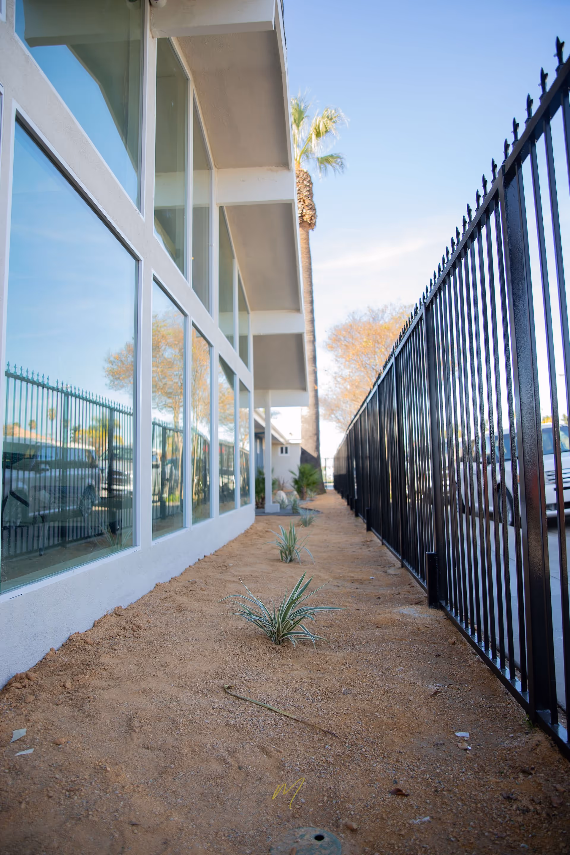 A narrow outdoor area alongside a building with large windows on the left and a black metal fence on the right. The ground is covered with dirt and small plants are spaced along the length of the area. A palm tree and other trees are visible in the background under a clear blue sky.