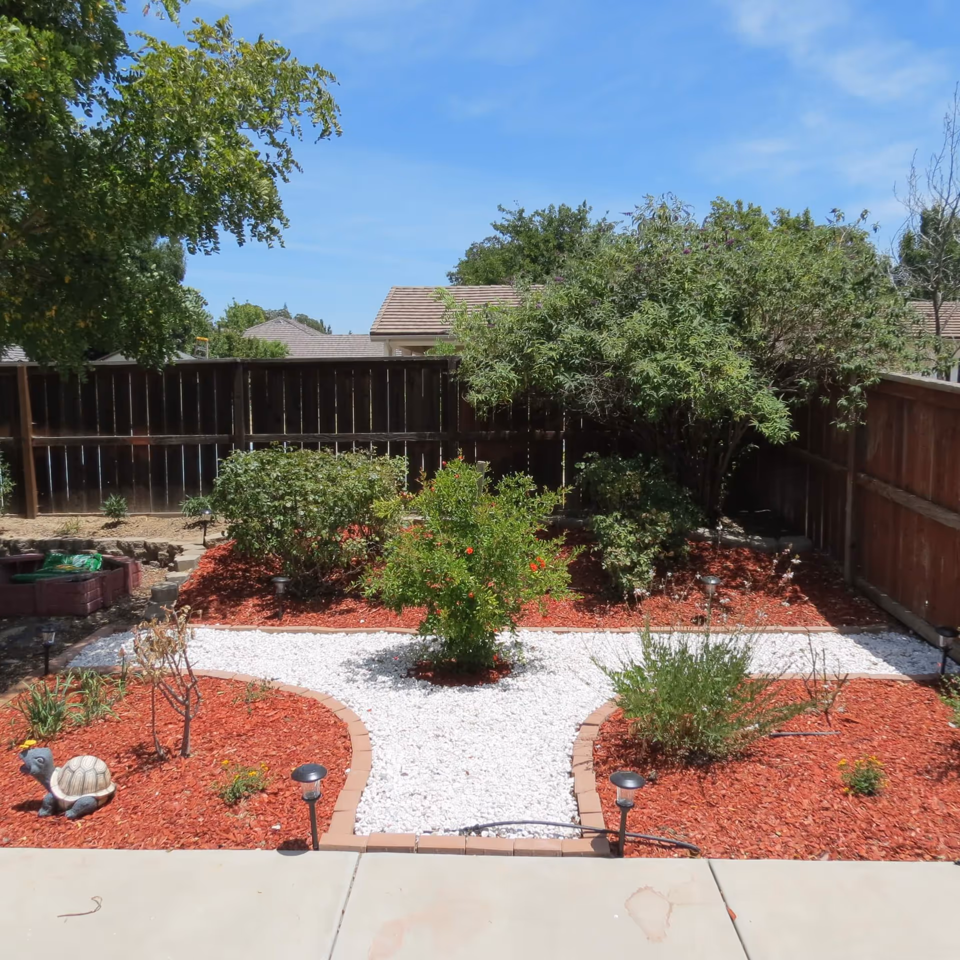 A neatly landscaped backyard garden with a white gravel pathway dividing red mulch planting beds containing various shrubs and small plants. A wooden fence encloses the garden, and there is a small decorative turtle statue on the left side. Trees and a clear blue sky are visible in the background.