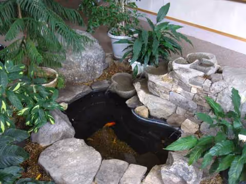Indoor rock garden pond with plants and a koi fish inside a senior living facility.