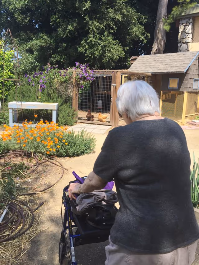An elderly woman pushes a walker along a garden path toward a chicken coop with flowers in bloom.
