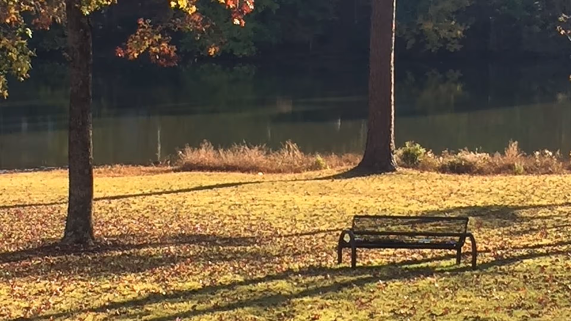 A peaceful outdoor scene with a metal bench on a grassy area surrounded by trees with autumn-colored leaves, and a calm body of water in the background.