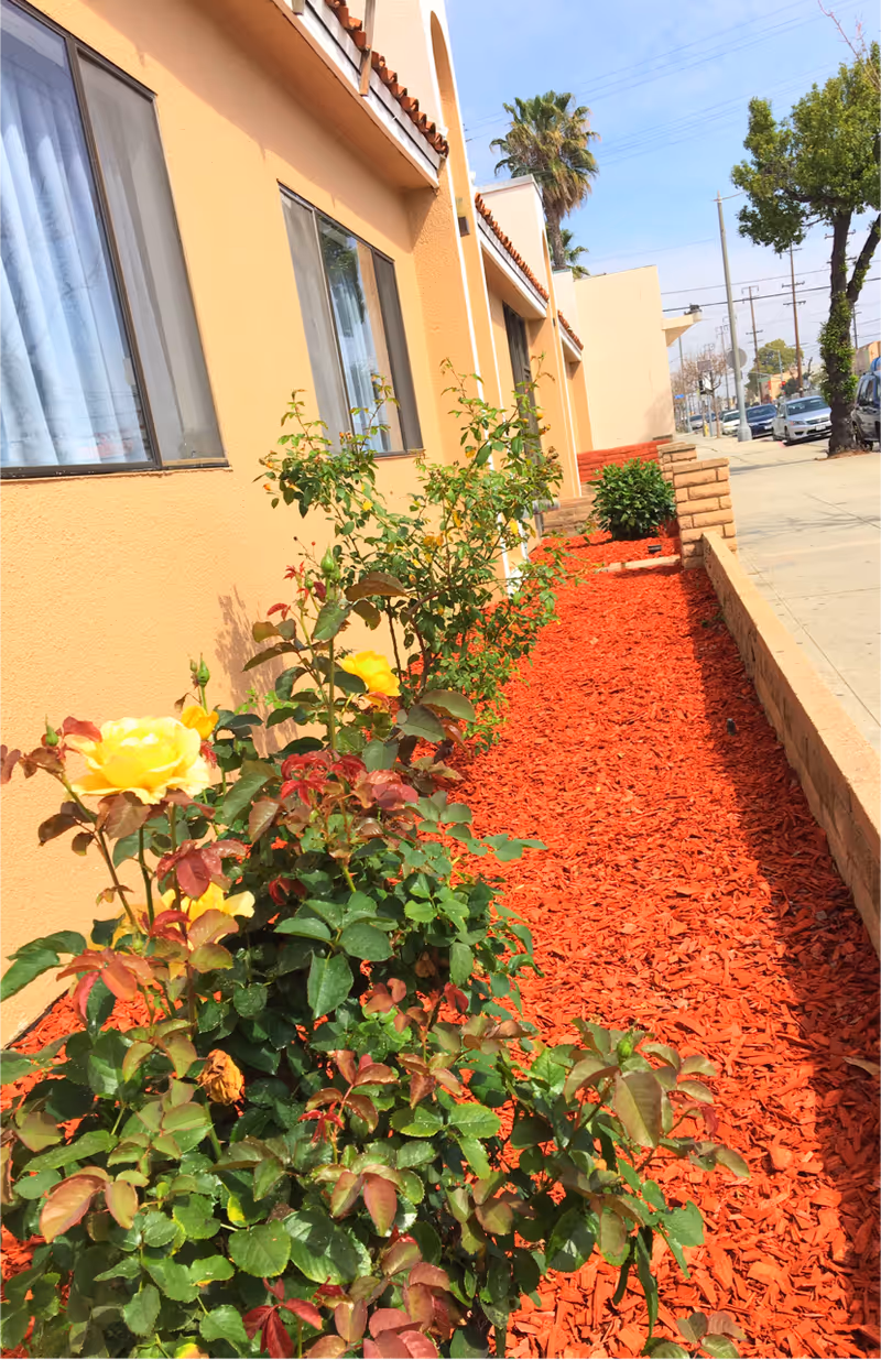 Outdoor garden area alongside a beige building with windows, featuring yellow rose bushes planted in a bed covered with red mulch. A sidewalk and street with parked cars and trees are visible on the right side under a clear blue sky.