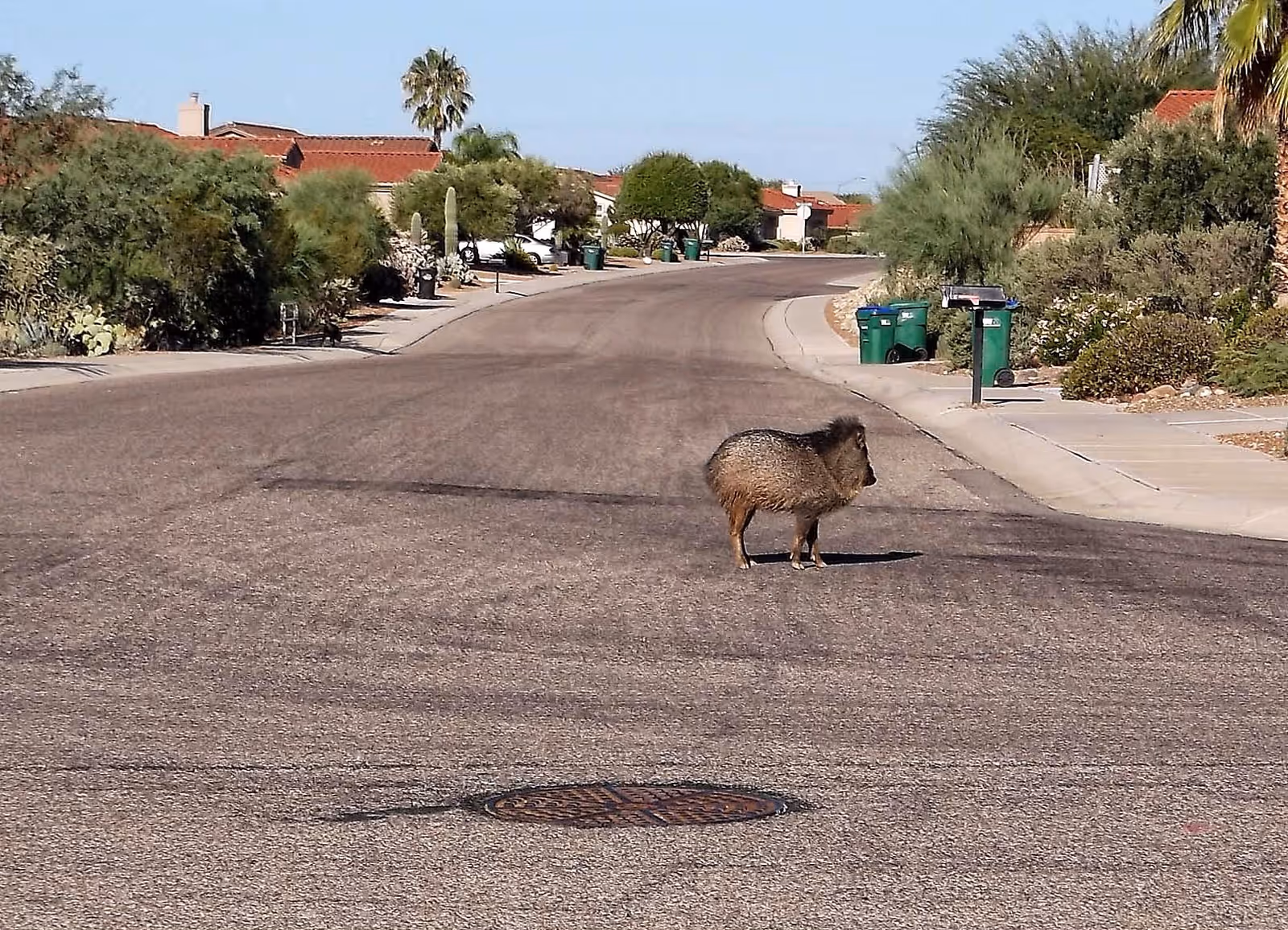 A javelina (wild pig) standing in the middle of a residential street lined with desert landscaping and houses with red tile roofs.