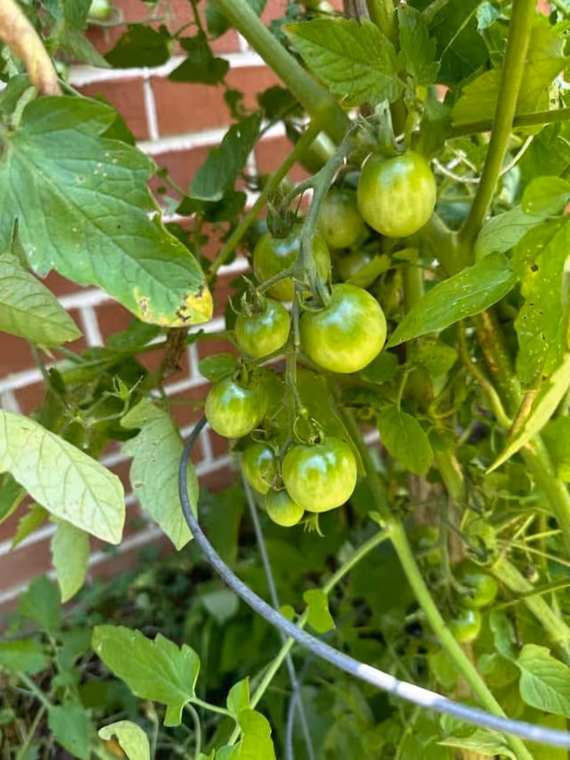 Close-up of a cluster of unripe green tomatoes growing on a tomato plant with green leaves and a brick wall in the background.