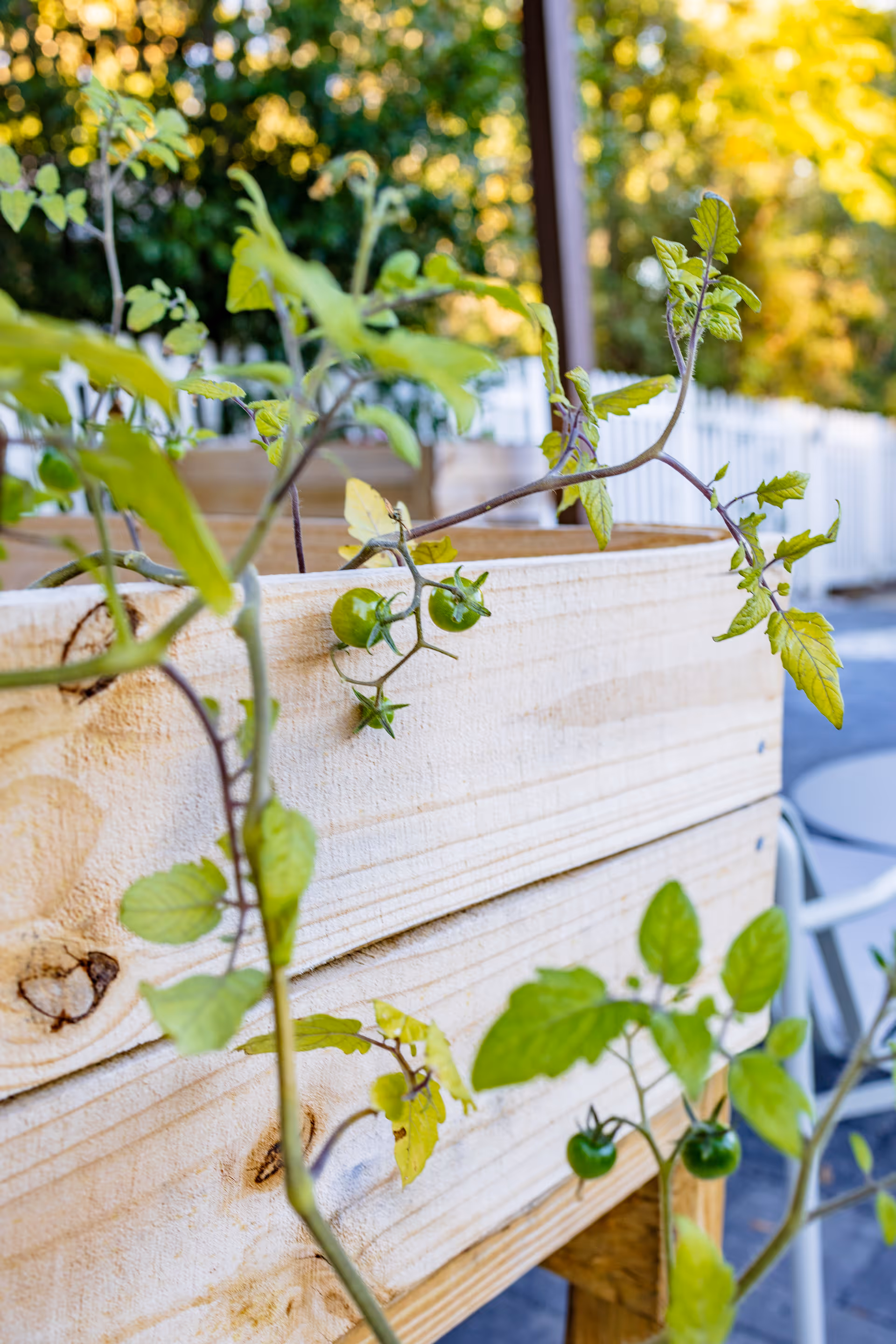 Close-up view of green tomato plants growing in a wooden planter box outdoors with a white picket fence and trees in the background.