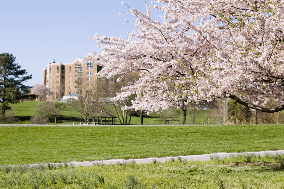 A multi-story senior living building seen across a green lawn with a large cherry blossom tree in bloom in the foreground.