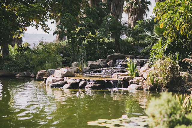 A serene outdoor pond with a small cascading waterfall surrounded by rocks and lush green plants, trees, and palm trees in the background.