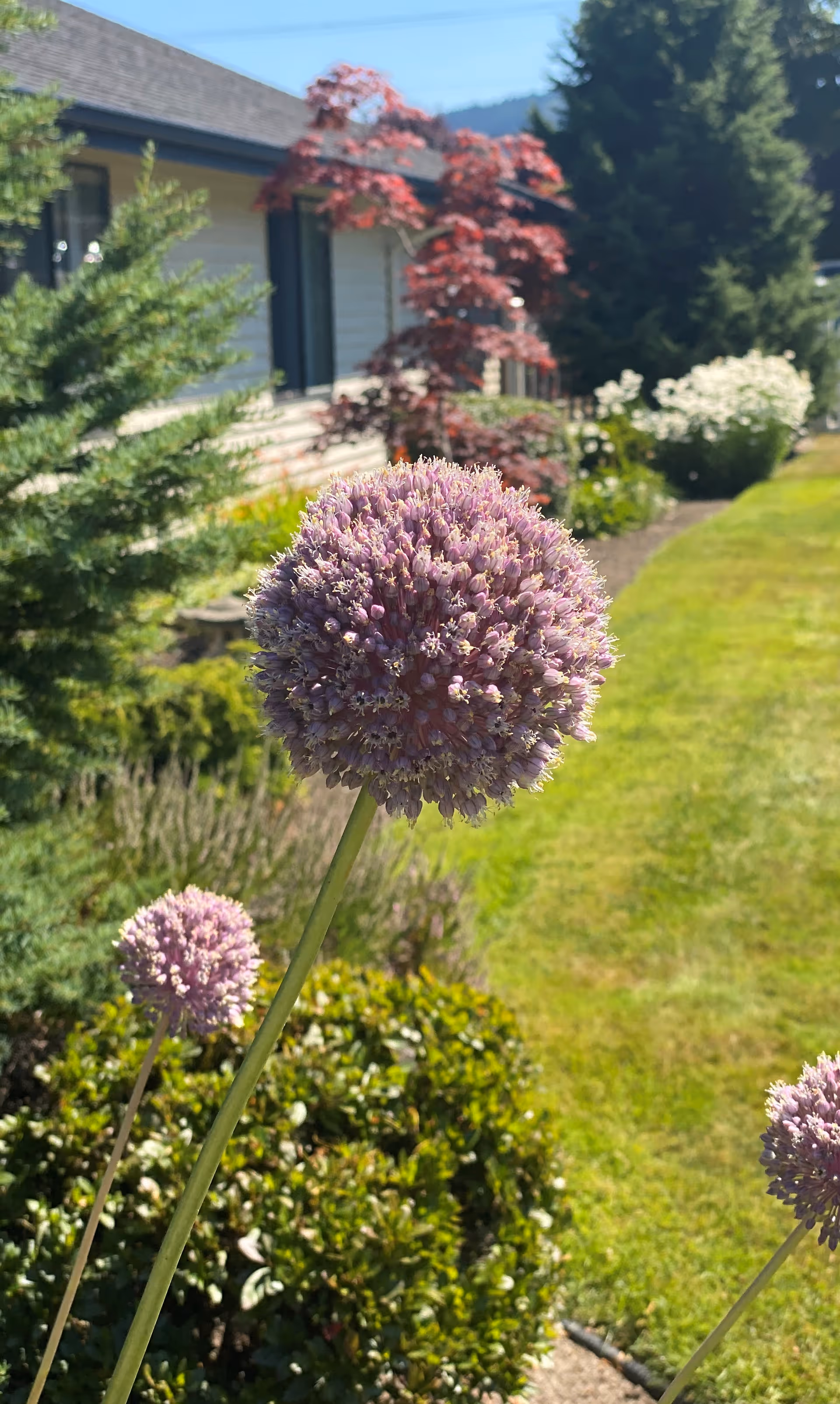 Close-up of a purple allium flower in a garden with green bushes, a lawn, and a building with windows in the background under a clear blue sky.