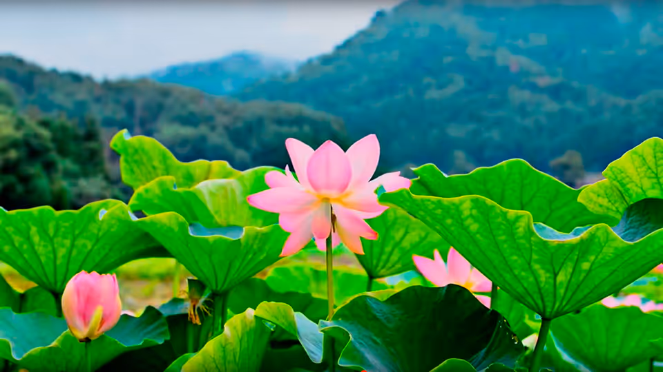 Close-up of pink lotus flowers and large green lotus leaves with a blurred background of trees and hills under a blue sky.