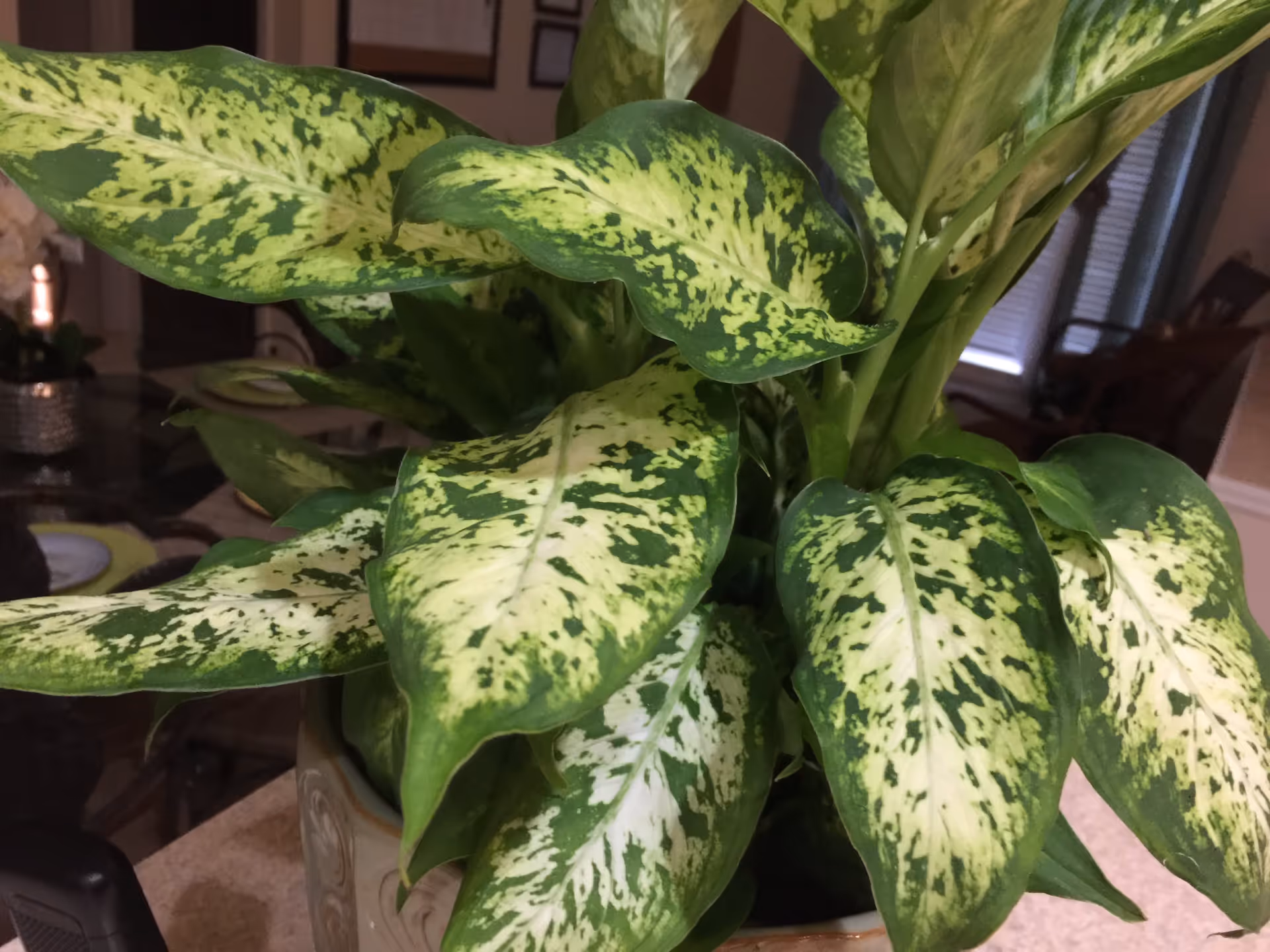 Close-up view of a green and yellow variegated leafy houseplant in a decorative pot, placed indoors with a blurred background showing part of a living space with furniture and framed pictures on the wall.