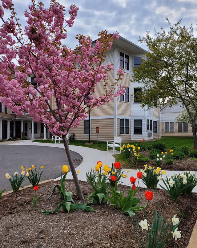 Outdoor garden area at Rockridge Retirement Community featuring a blooming pink cherry blossom tree surrounded by red and yellow tulips and white daffodils. A beige multi-story building with white trim is visible in the background along with a curved sidewalk and a white bench.