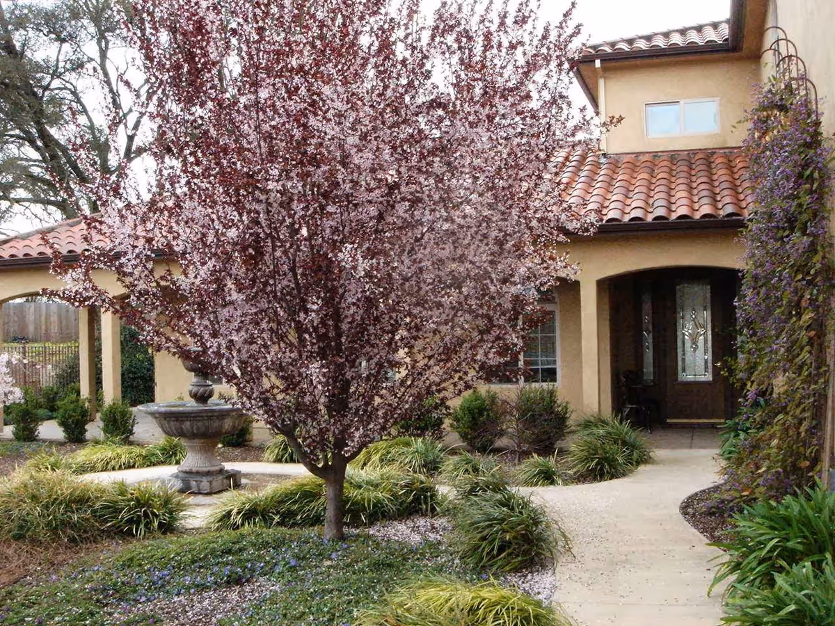 A landscaped garden area in front of a building with a tiled roof. There is a flowering tree with pink blossoms in the center, surrounded by green shrubs and plants. A stone fountain is visible to the left, and a paved walkway leads to a covered entrance with a decorative glass door.