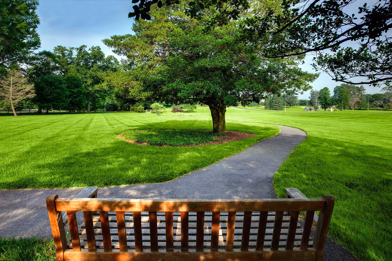 A wooden bench facing a paved winding path through a large, well-maintained grassy area with a tree in the center and more trees in the background under a clear sky.