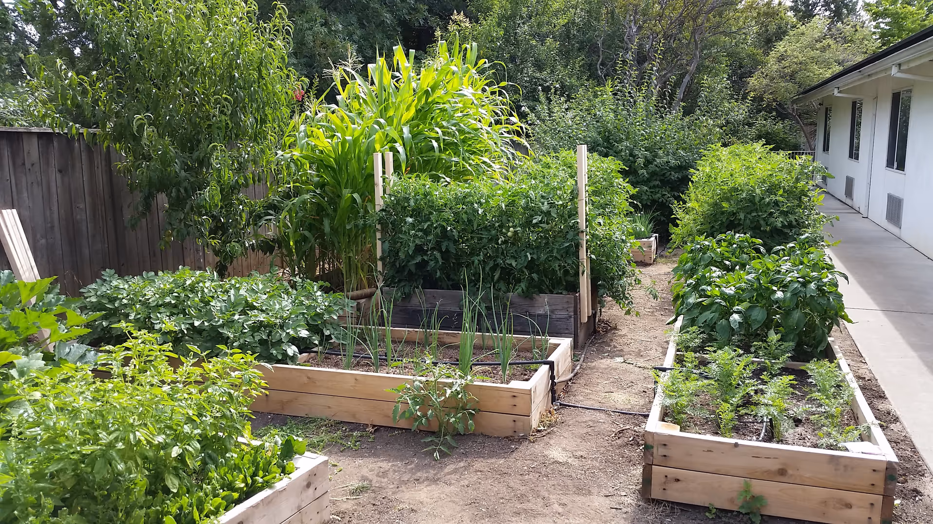 Raised wooden garden beds planted with various vegetables and greenery next to a walkway and light-colored building.