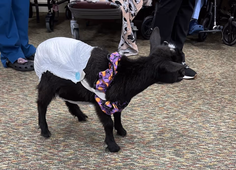 A small black goat wearing a diaper and a purple Halloween-themed collar stands on a carpeted floor indoors. People are partially visible in the background, including legs and feet, with some seated in wheelchairs.