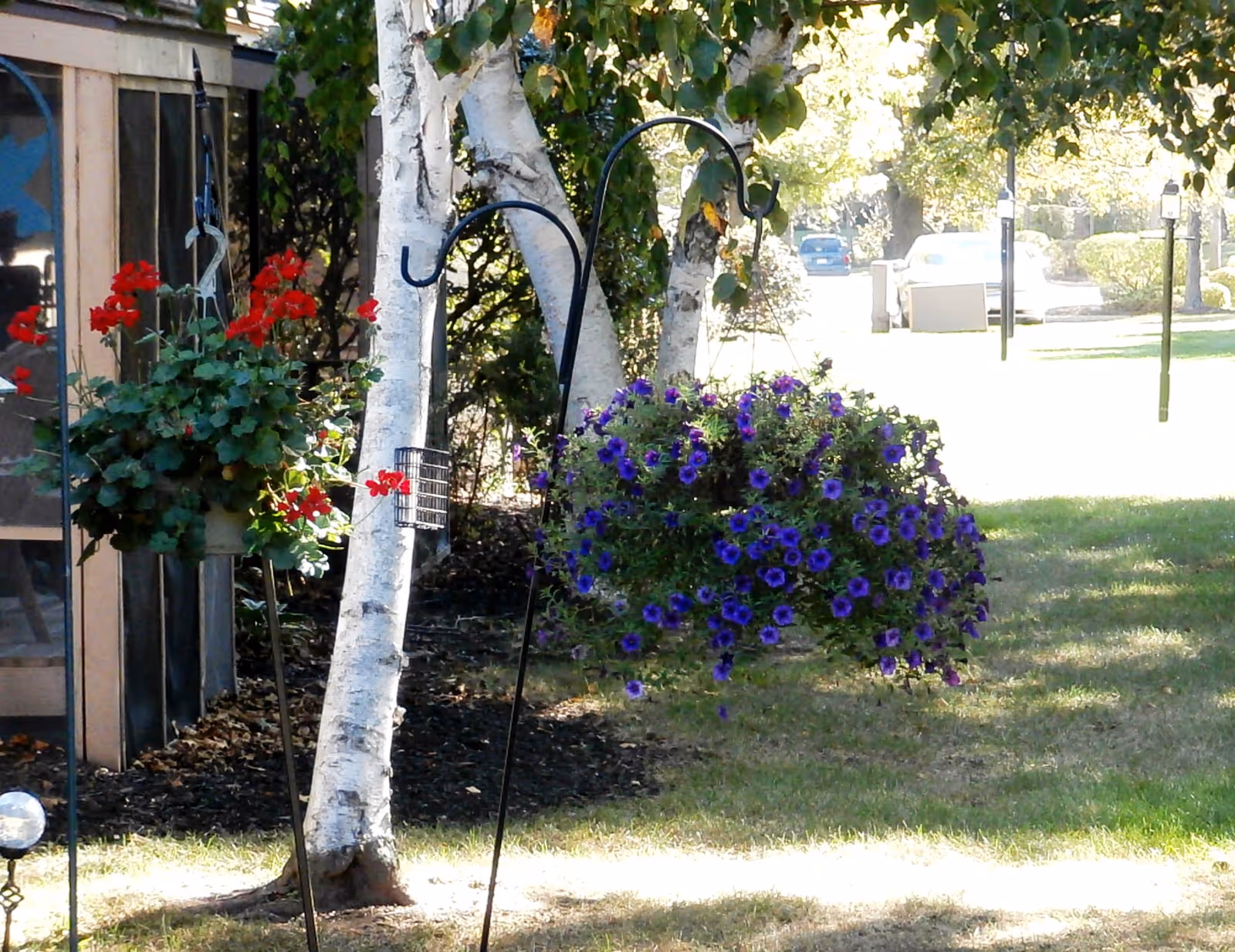 Outdoor garden area with hanging flower baskets containing red and purple flowers, white birch trees, and a grassy lawn with a driveway and parked cars in the background.