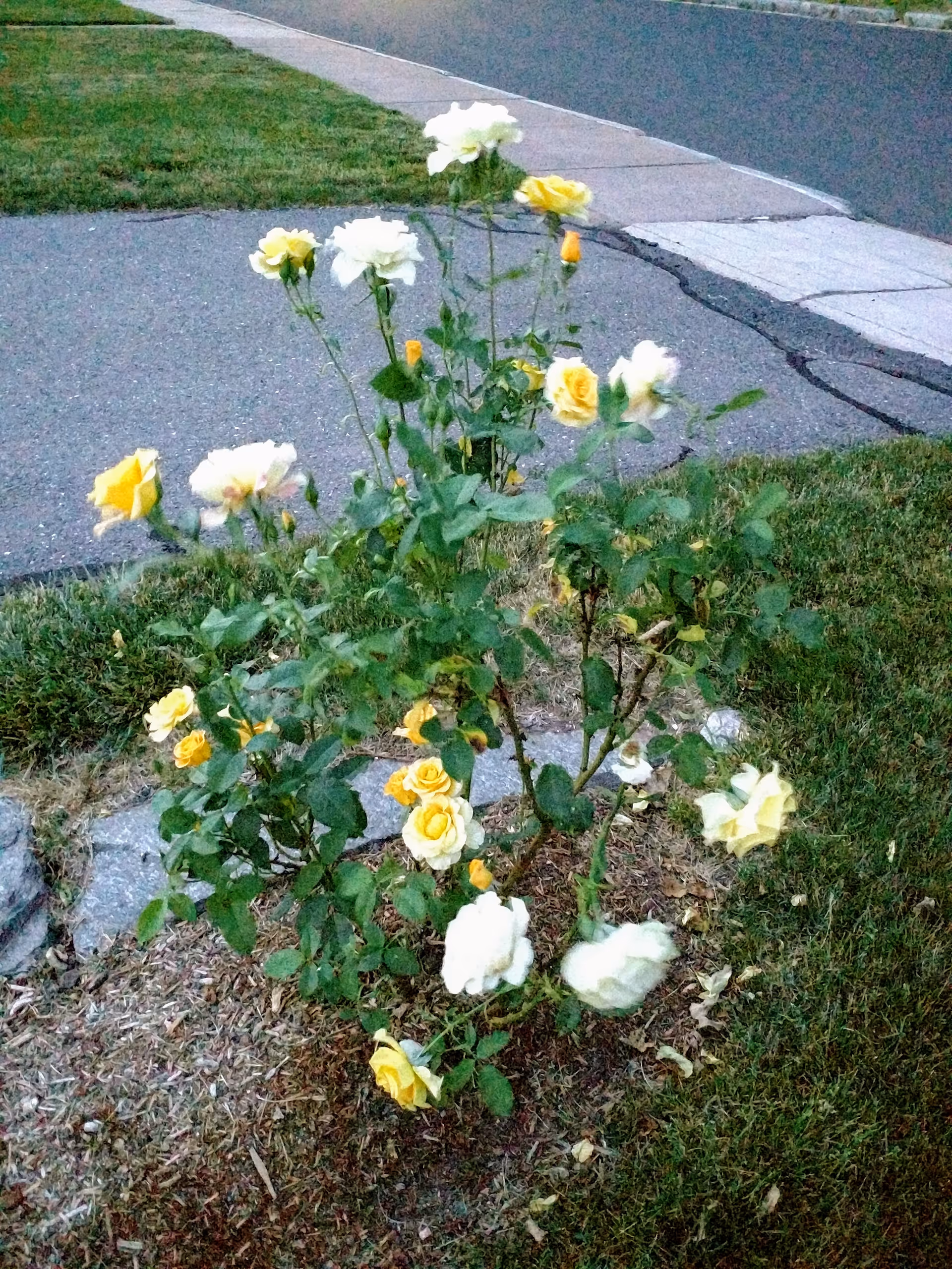A small rose bush with yellow and white roses growing in a garden bed next to a paved walkway and grass lawn.