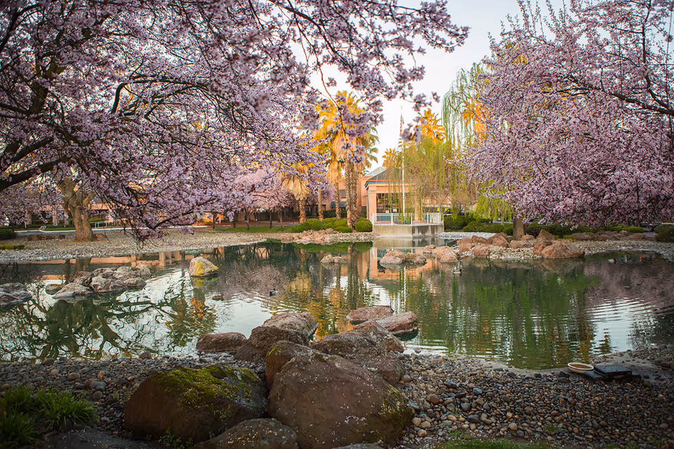 A tranquil landscaped pond surrounded by blooming pink cherry trees, rocks, and a gazebo on the Eskaton Village Carmichael grounds.