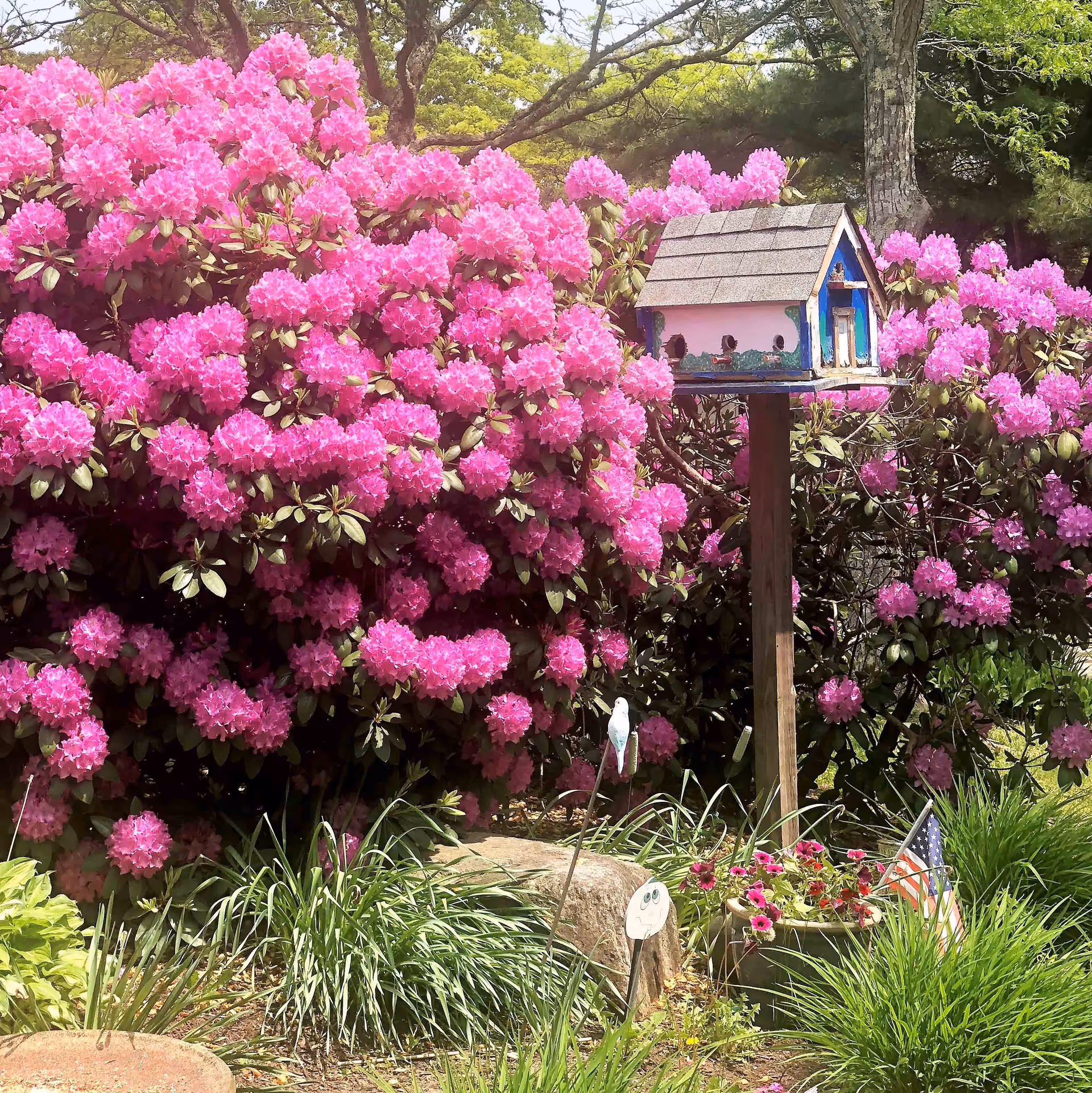 A vibrant garden scene featuring large bushes covered in bright pink flowers, a wooden birdhouse on a post, green plants, a small American flag, and decorative garden ornaments.